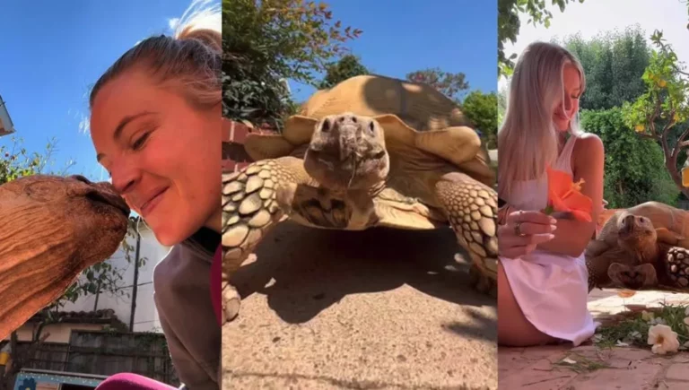 Woman has lifelong friendship with her 22-year-old childhood pet tortoise — now they are viral stars