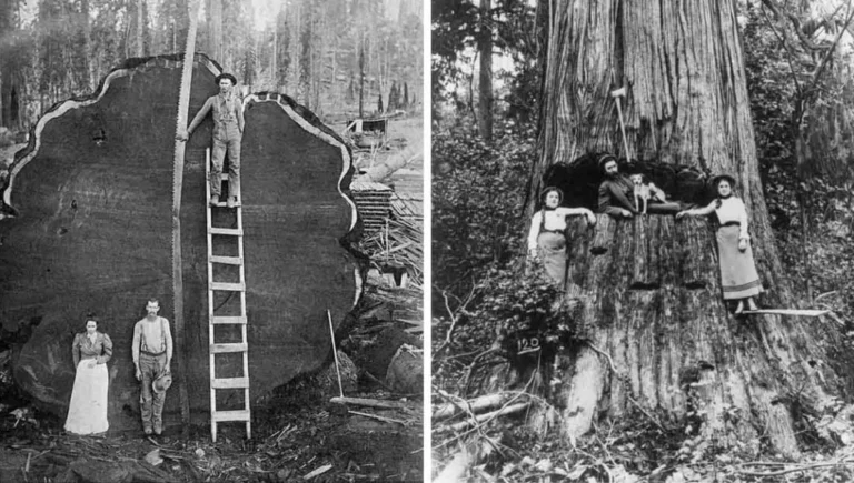 Vintage photos of the old-school lumberjacks who fell giant trees with axes, 1890-1935