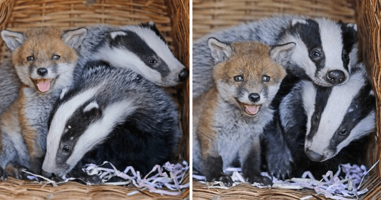 Phoebe The Abandoned Baby Fox Forms A Special Bond With Two Orphaned Badger Cubs