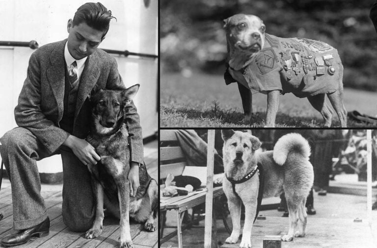 Famous Dogs and Their Inspiring Stories: Touching Tales of Man’s Best Friend